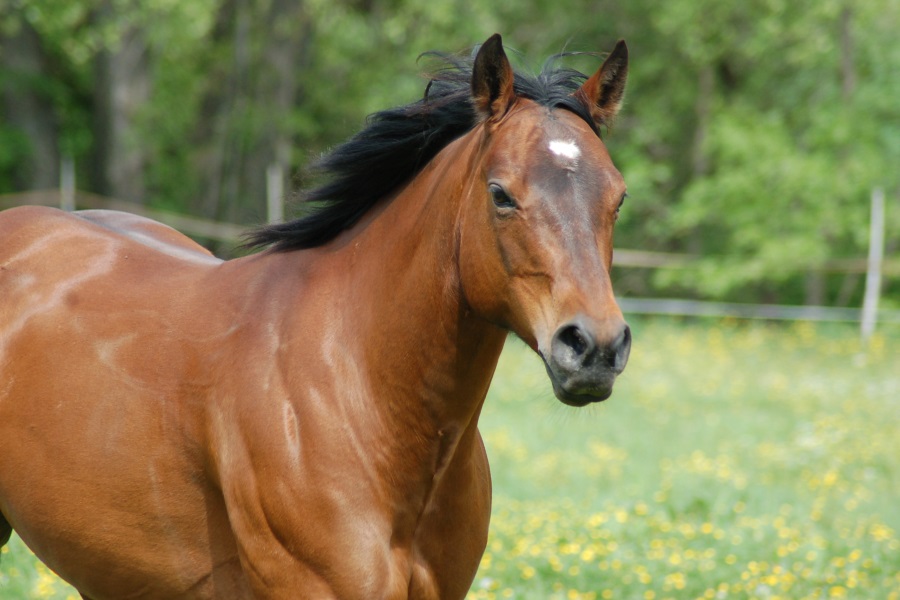 Joey – Originalfoto vom Hof